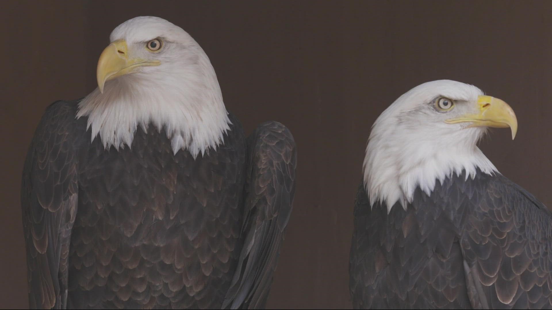 Since 2011, bald eagles have showing up in ever larger numbers at The Dalles Dam each winter.