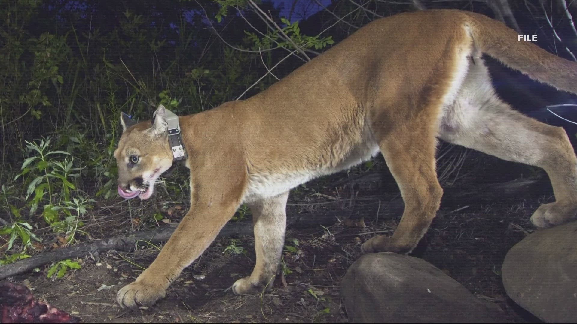 Cannon Beach police said there were two separate sightings on Monday, just weeks after a cougar climbed Haystack Rock. So what should you do if you see one?
