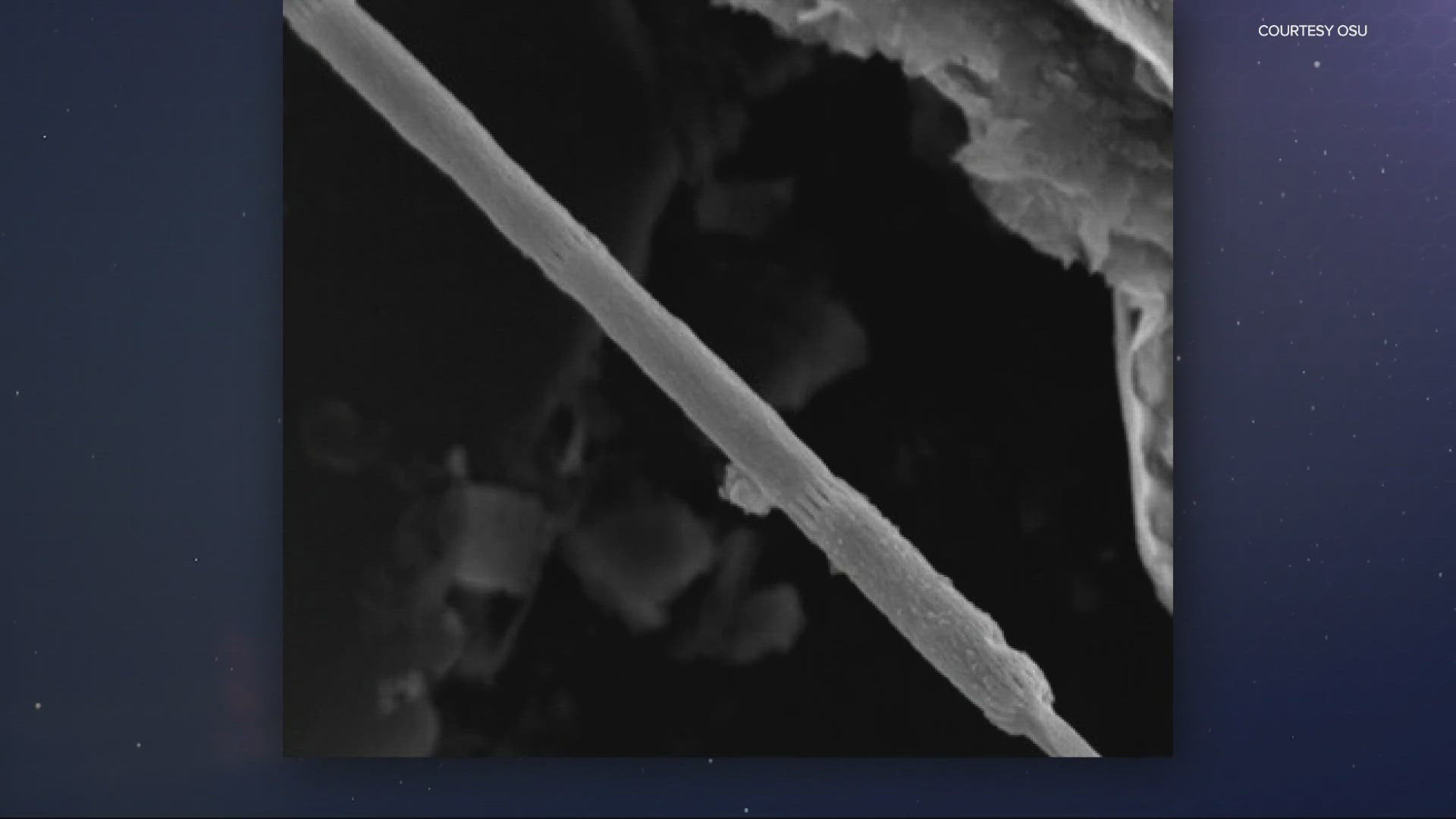 Oregon State University researchers have discovered a new species of bacteria with electrical conductivity that could lead to advances in bioelectric devices.