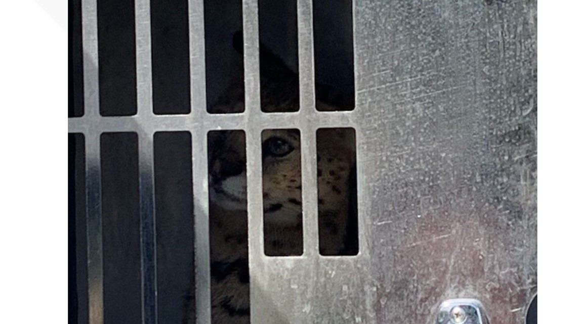 Firefighter bitten by African serval cat in Clark County - Vimarsana News