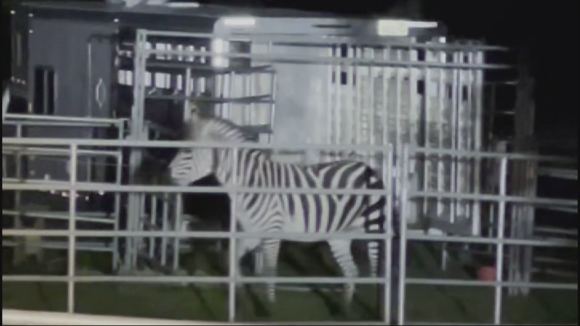 The mare, or female zebra, was rescued in the Riverbend neighborhood after being on the loose for almost six days.
