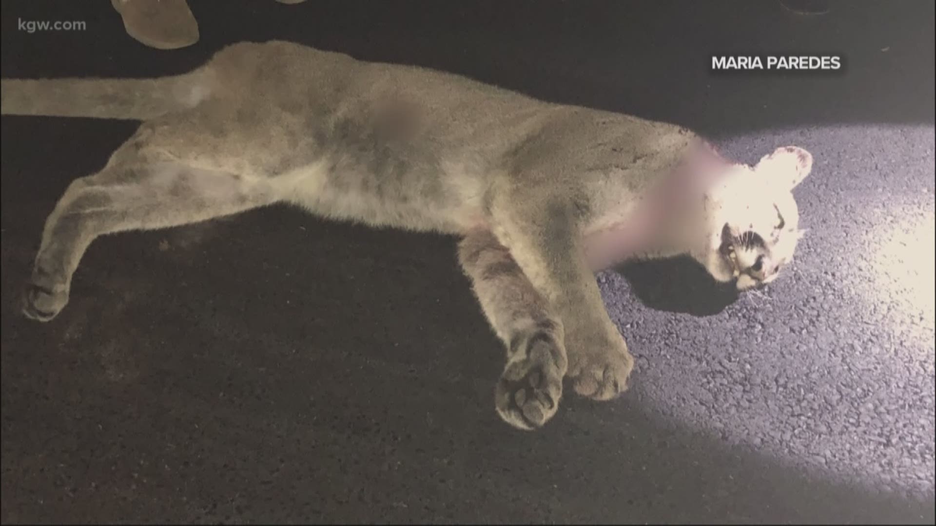 A deputy shot and killed a cougar in Cascade Locks on Friday night after weeks of sightings.