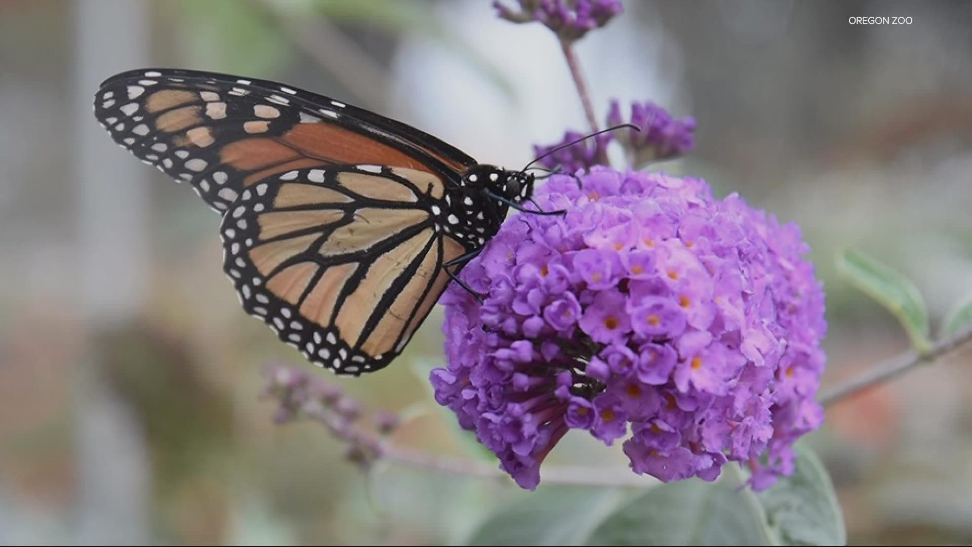 The Oregon silverspot butterfly has slowly been dying off for more than four decades. KGW's Joe Raineri reports on the zoo's efforts to save the species.
