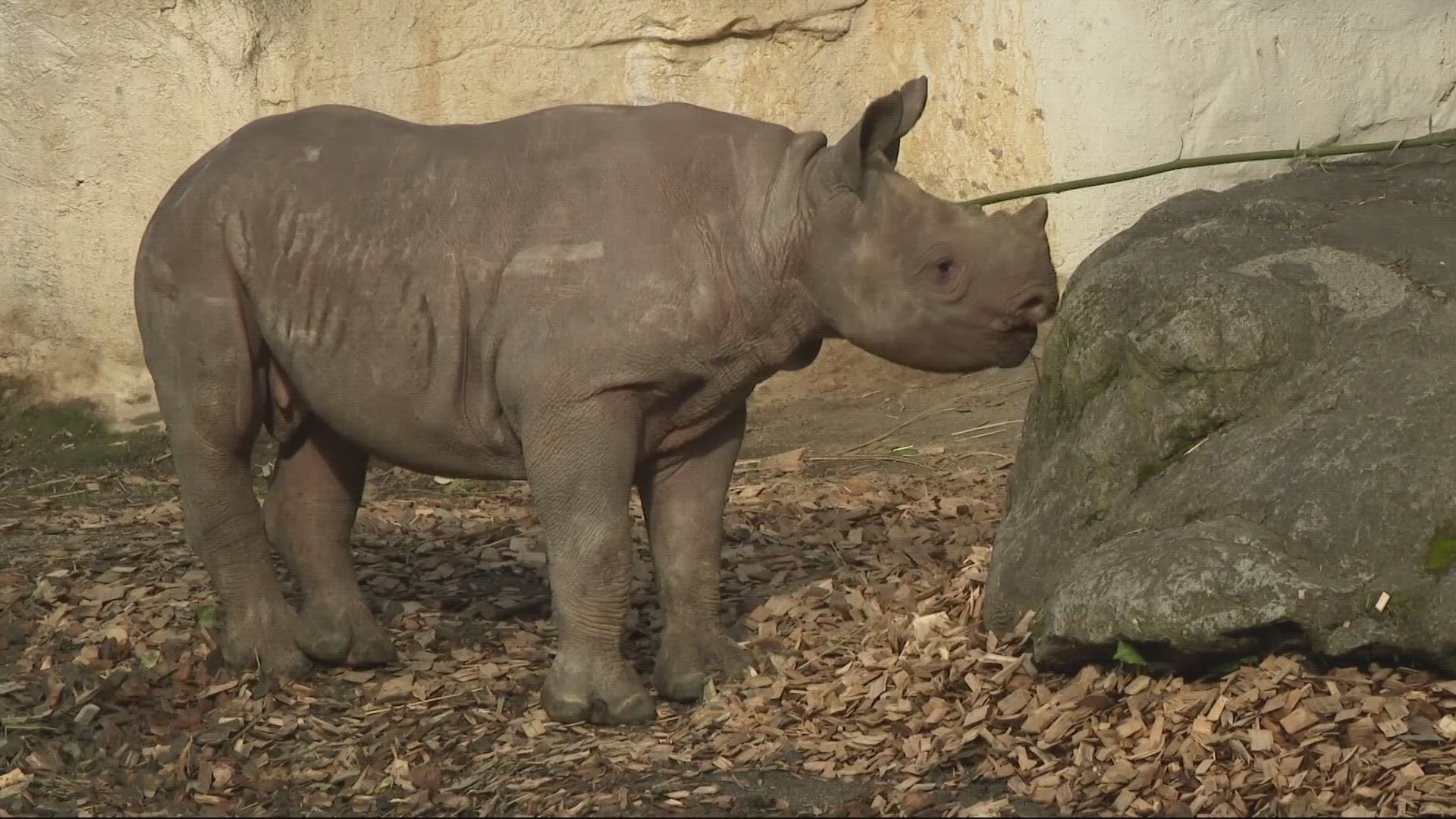 The Oregon Zoo is home to two Black Rhinoceros parents, King and Jozi, and they just welcomed their new 3-month-old baby rhino, Tamu.
