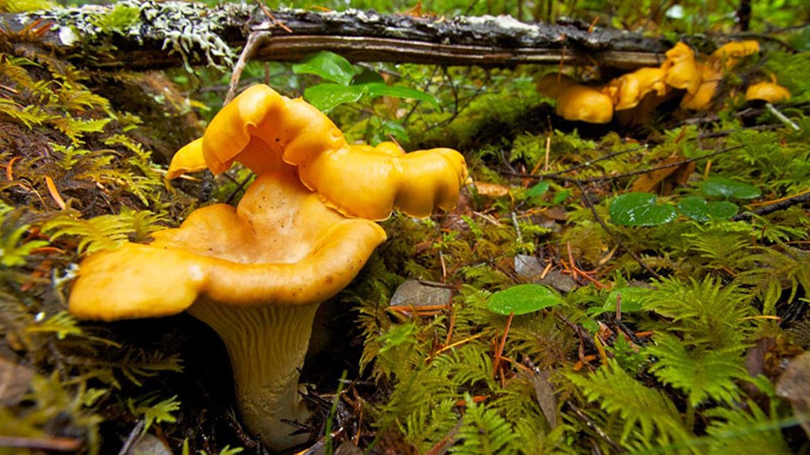 Fall mushroom season starts early in Oregon