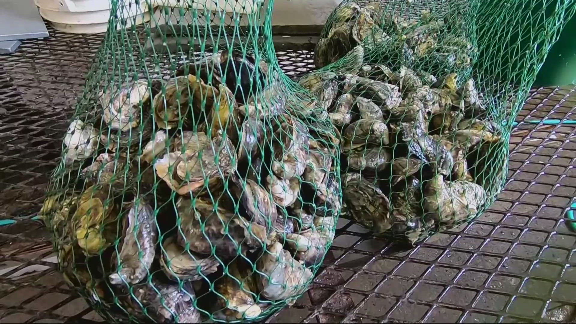 The FDA is advising people across the country not to eat mussels, oysters and clams harvested from Oregon and Washington.