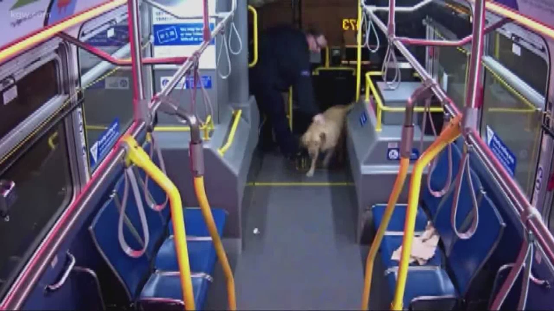 A TriMet bus driver prevented a dog from being stolen.