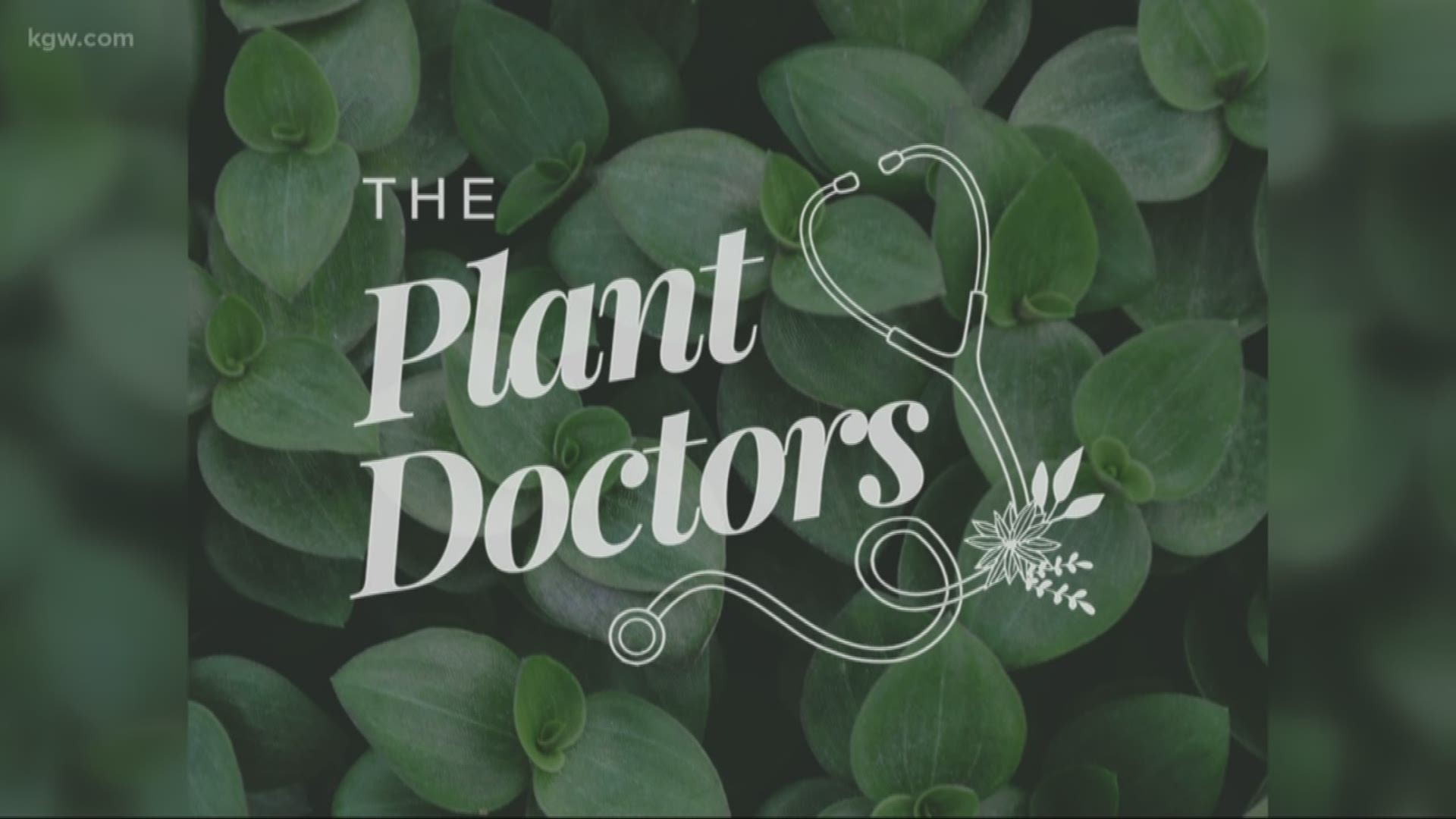 The Plant Doctors are holding an open house to teach you how to re-pot your plants for spring.
theplantdocs.com
#TonightwithCassidy
