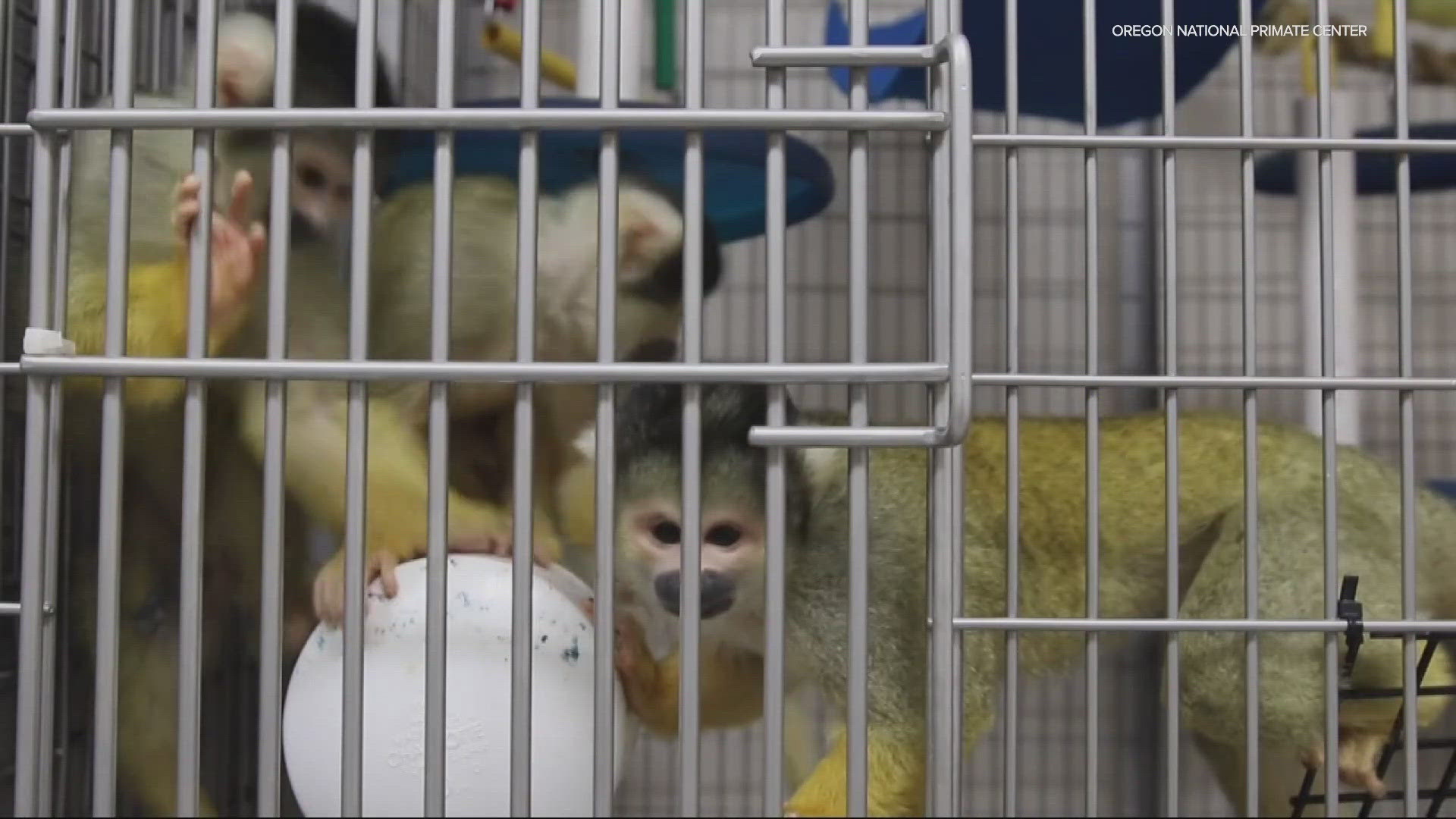 Oregon lawmakers consider expanding SB 181 A to include primates in ban on state-funded animal research after hearing testimony from activists and OHSU employees.