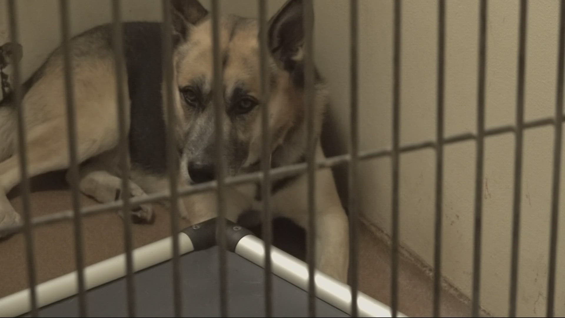 The nonprofit is asking for Clark County more funds to care for the animals across the county and six other cities as costs rise.