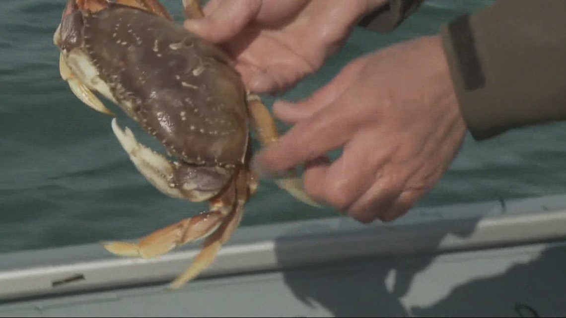 Oregon Dungeness crab season breaking records