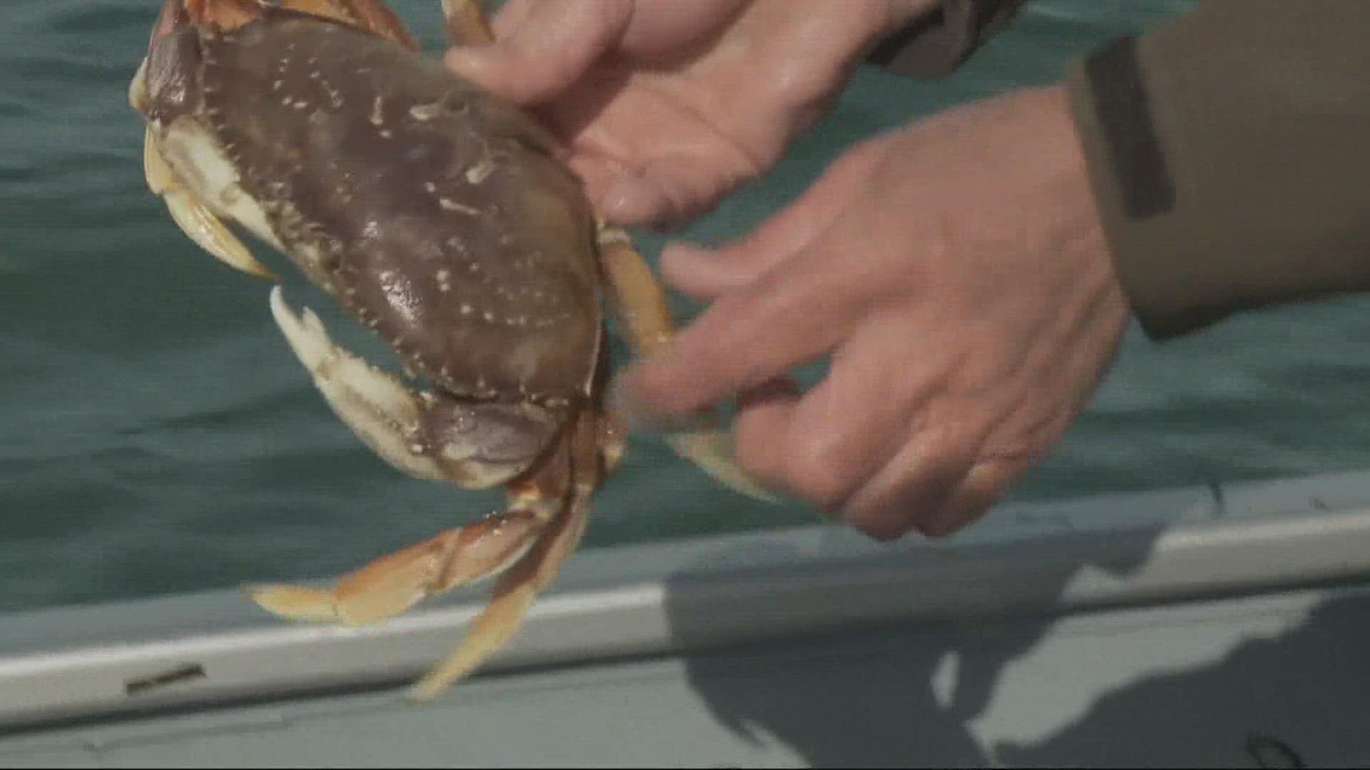 After starting on time for the first time in years, Oregon's Dungeness crab season is bringing in a record-breaking haul.