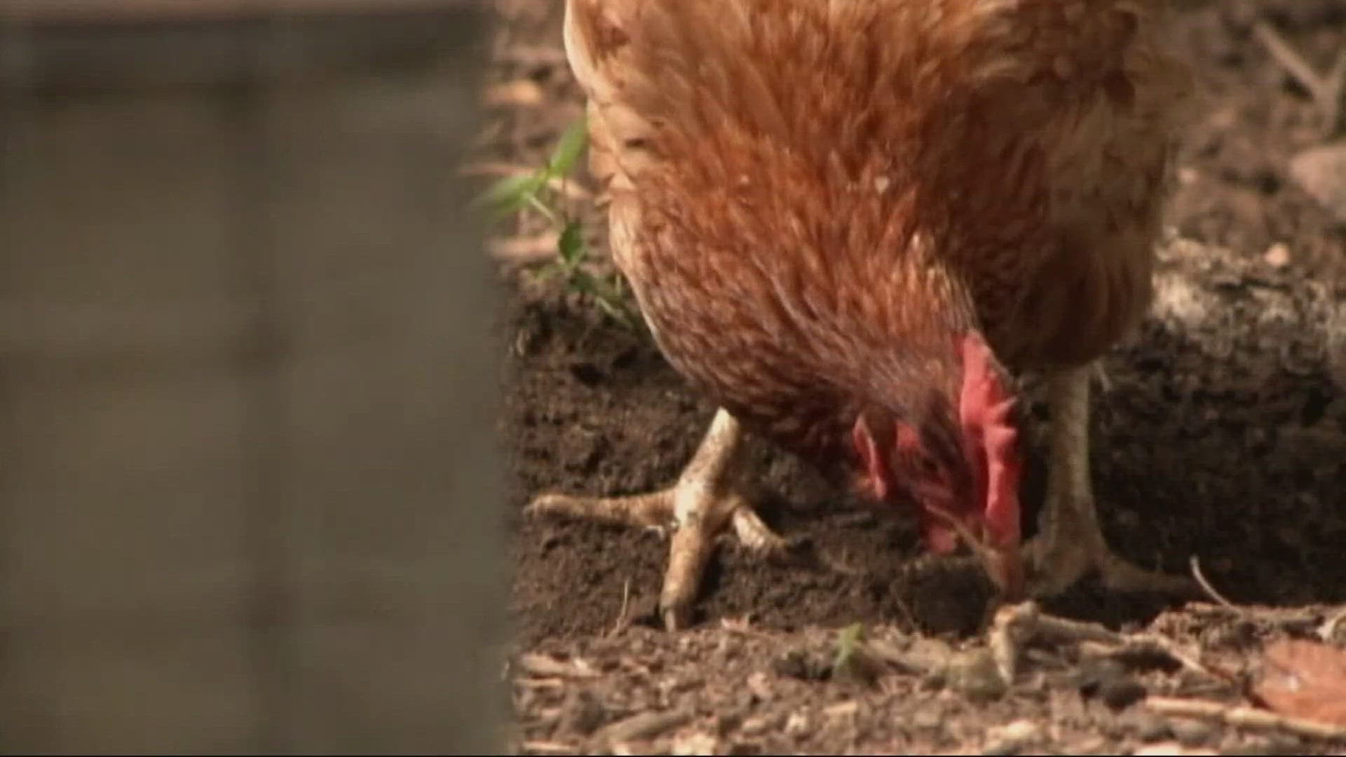 A newborn baby was hospitalized last year after contracting salmonella through the family's backyard chickens.