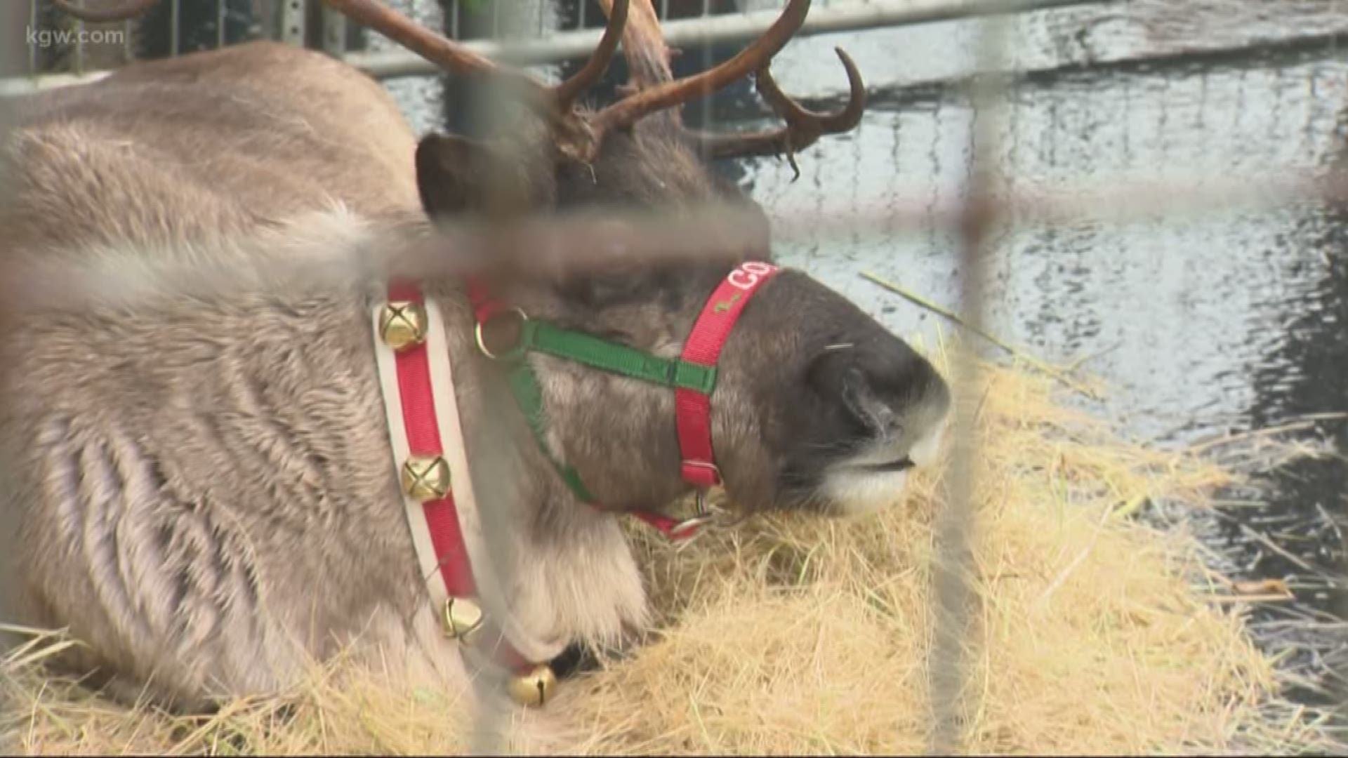 Families visit with a reindeer in Gresham