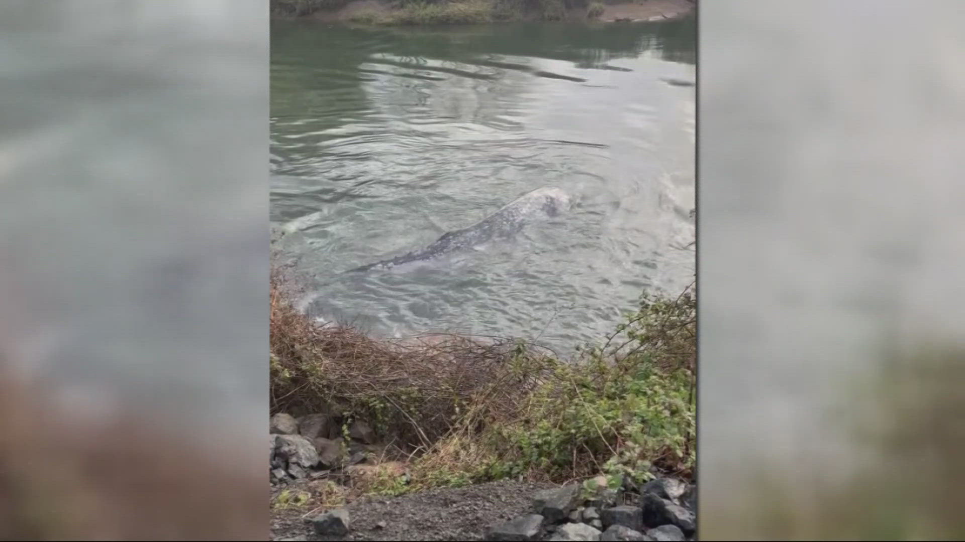 Dead whale seen in Willapa River was malnourished, had internal ...