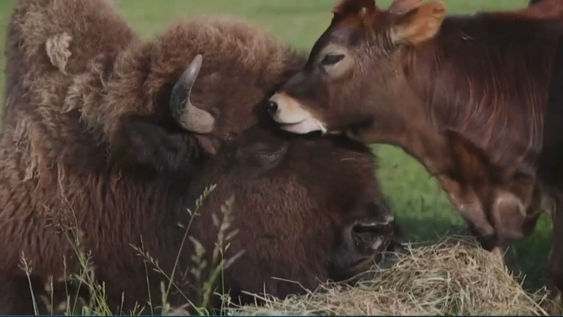 Helen the blind bison makes a new friend