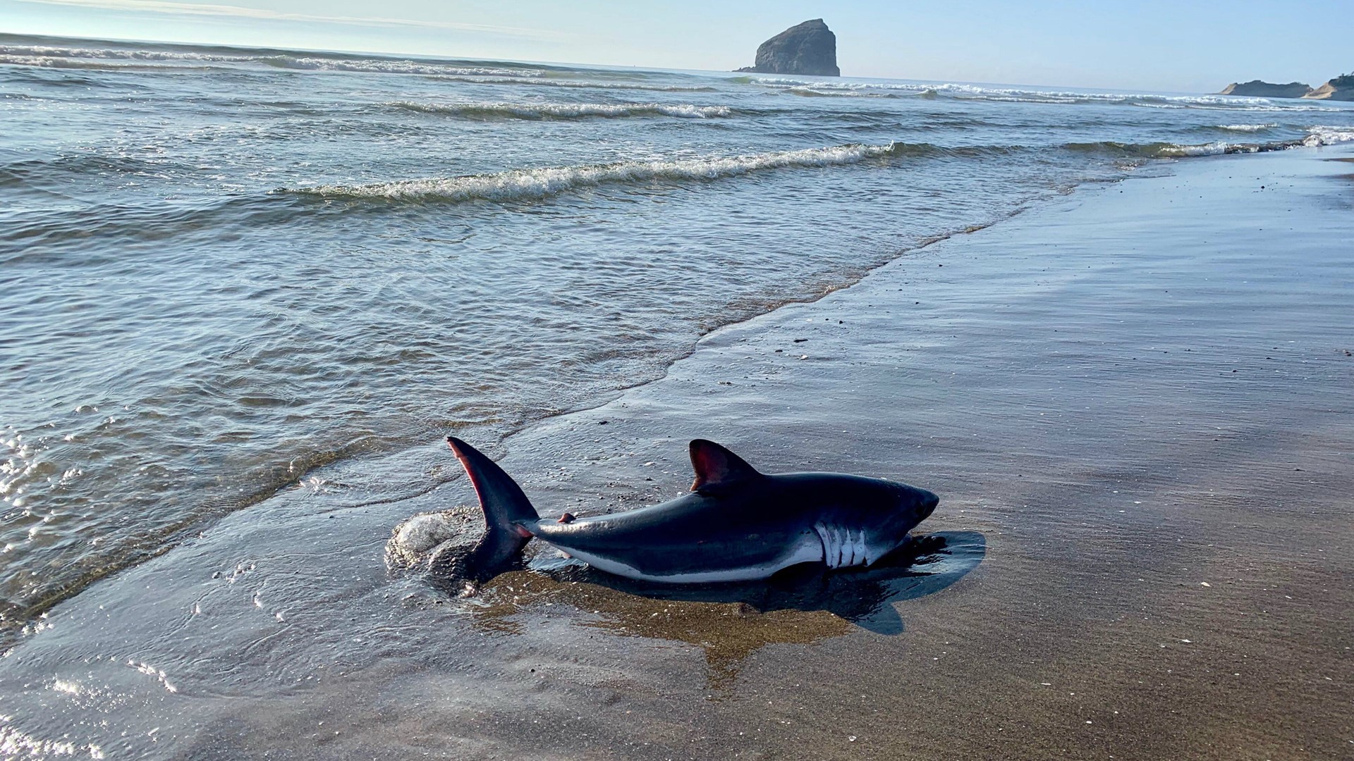 Beached shark seen on Oregon Coast in Pacific City