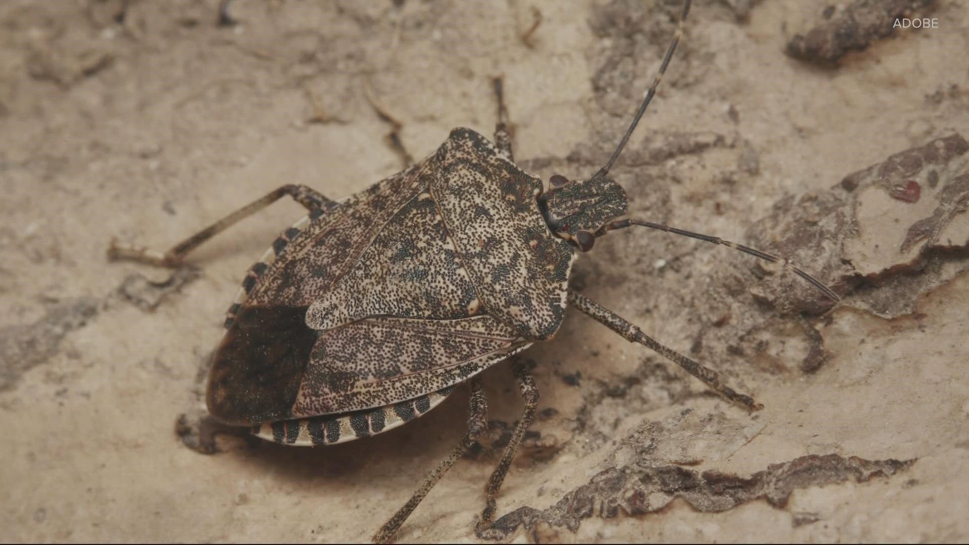 There has been a noticeable rise in stink bugs in the PNW and a WSU Entomologist explains why
