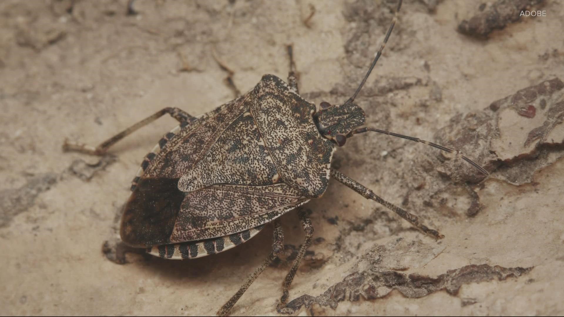 Stink Bugs - Prevention and Control