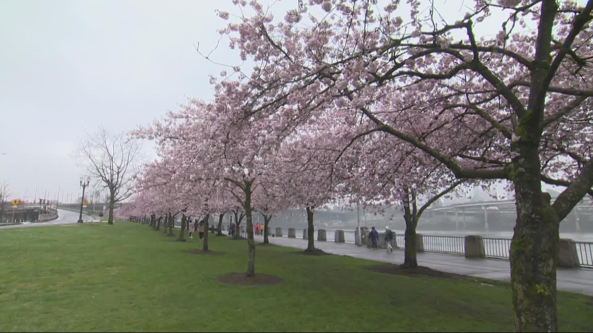 With temperatures warming up, Portlanders are clocking to the pink and white cherry blossoms on the waterfront. It's a sign that spring is finally here.