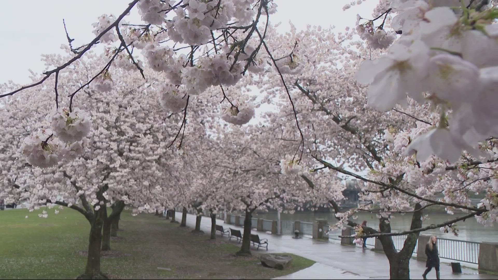 Gift that keeps giving: History behind the Cherry blossoms in the Japanese  Historical Plaza