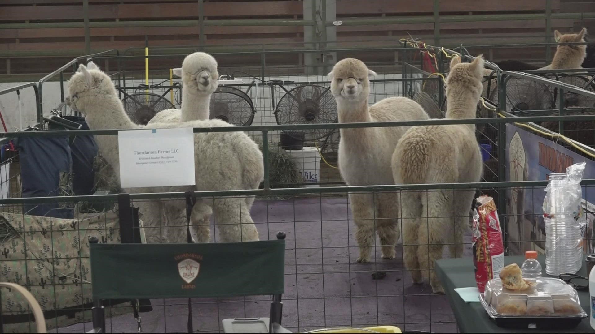 Alpacas fleece the competition at Yamhill County fairgrounds