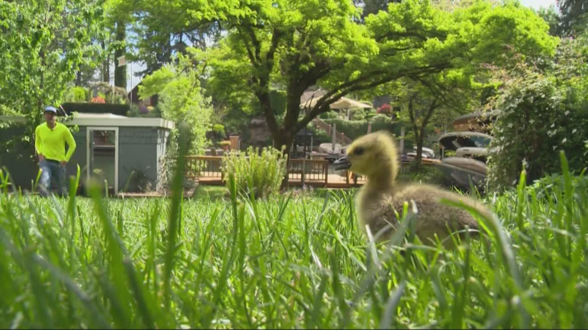 Baby Jack is thriving, but Kyle the Goose loses other gosling