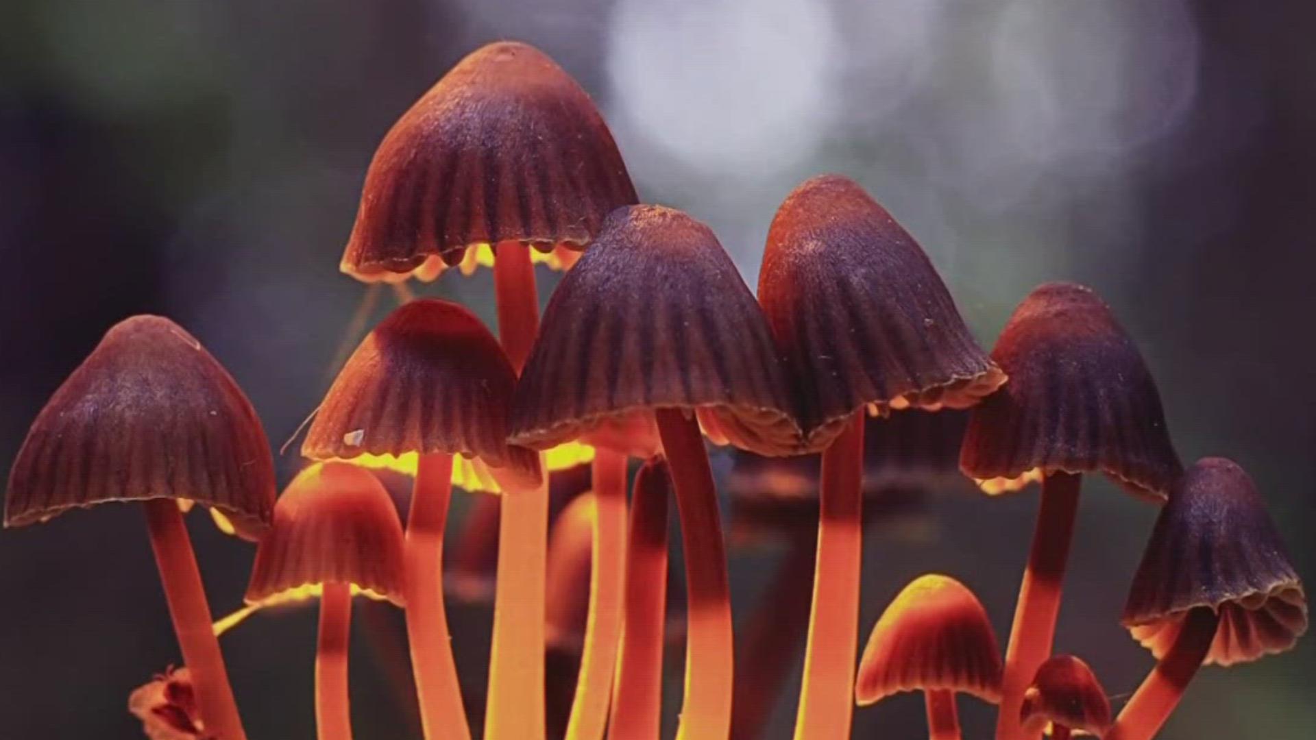 Voters in towns like Lake Oswego and Oregon City are saying no to psilocybin-related businesses.