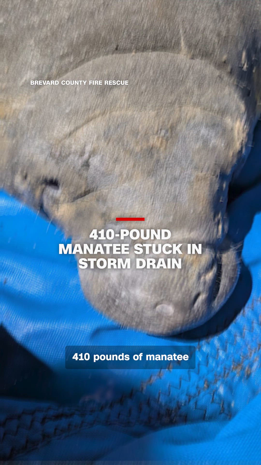 410-pound manatee rescued from storm drain | kgw.com