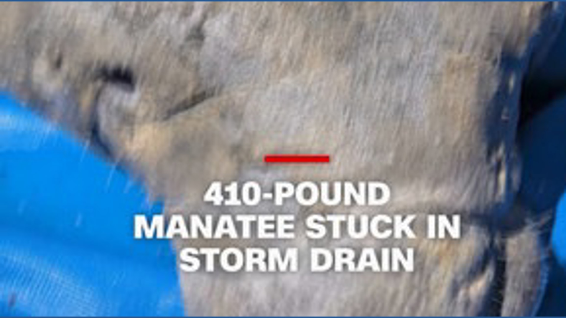 410-pound manatee rescued from storm drain | kgw.com