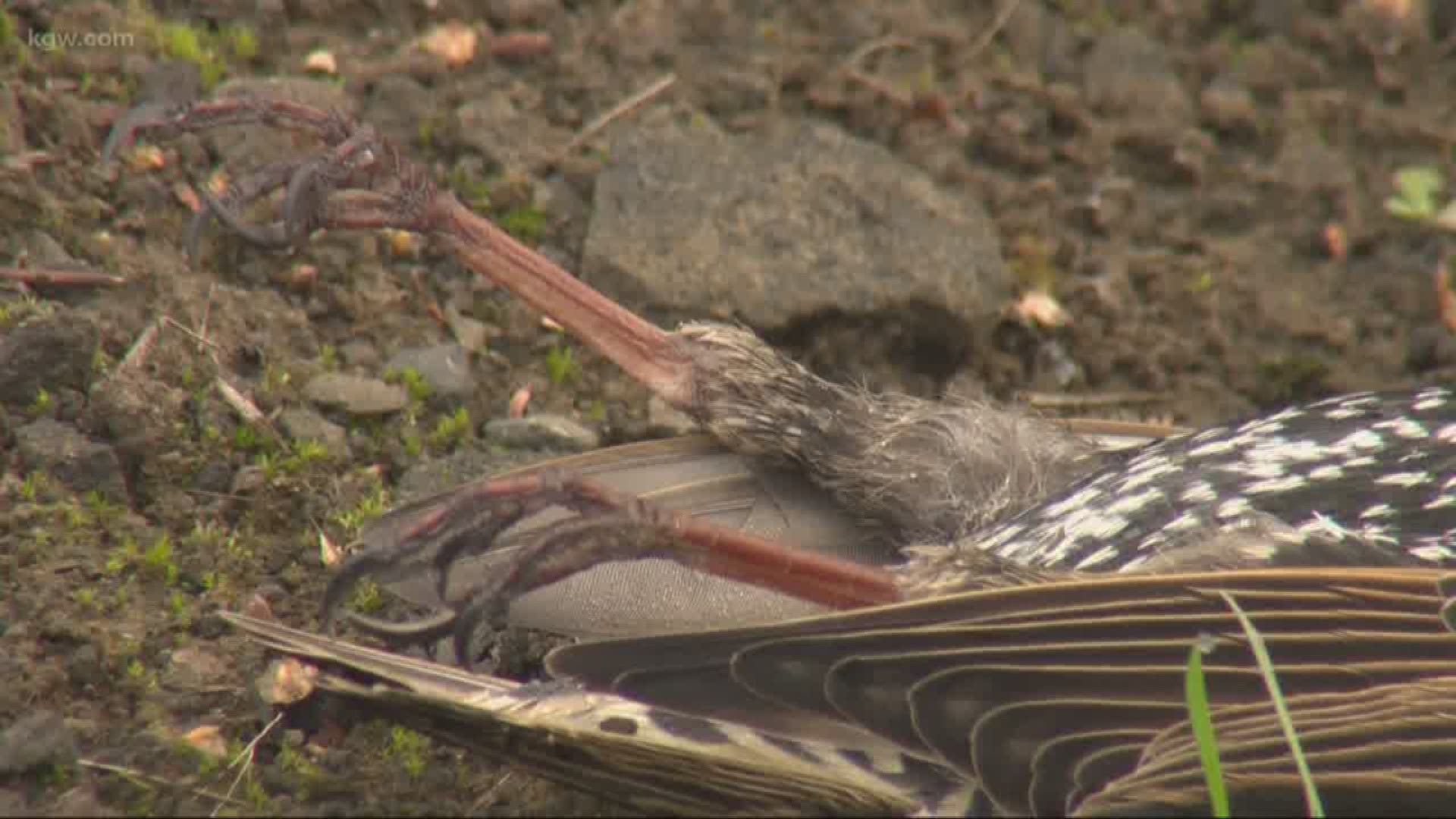 Why are birds dying in Hillsboro? An investigation is underway.