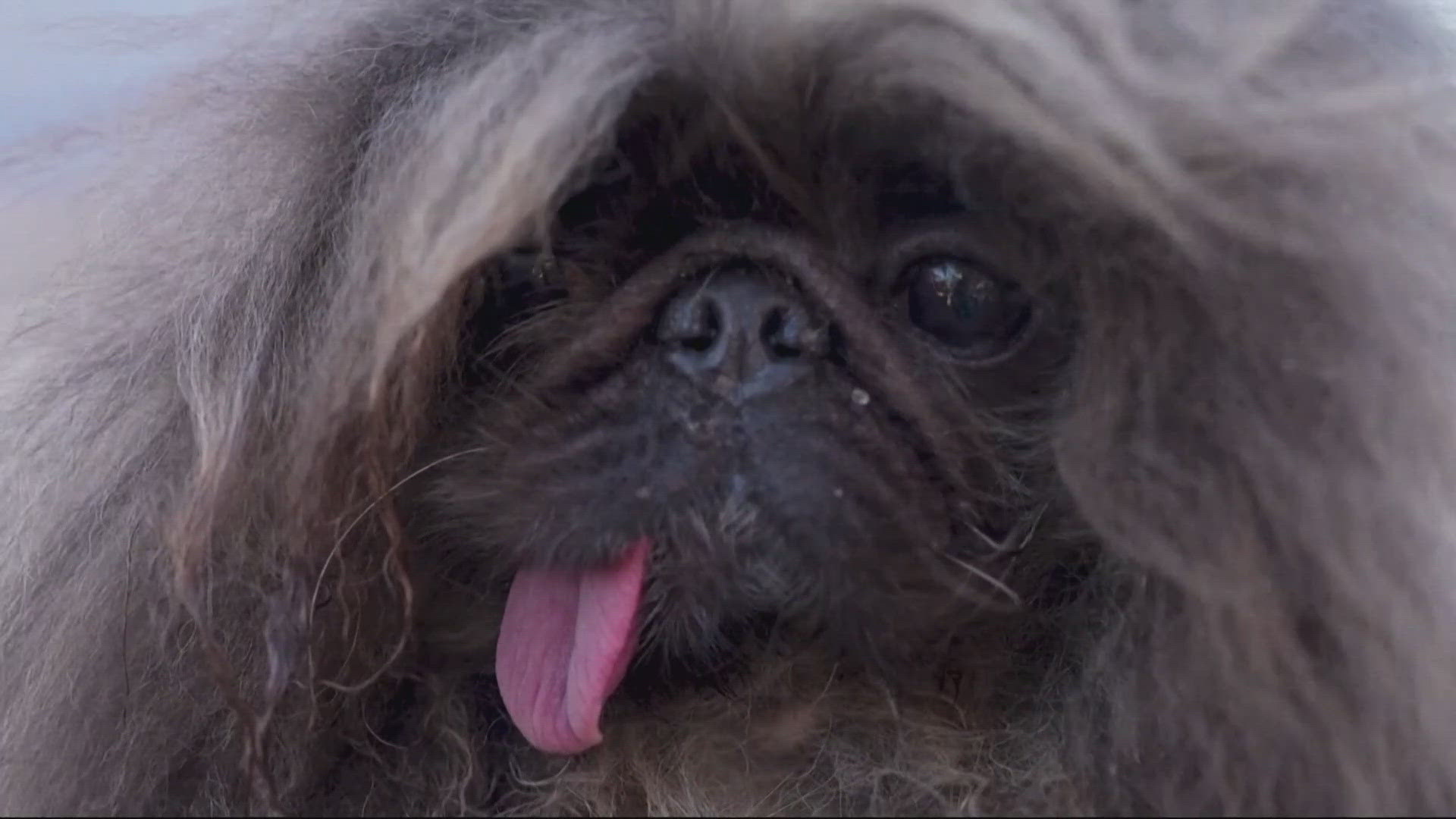 'Wild Thang' wins Worlds Ugliest Dog contest after placing second three years in a row