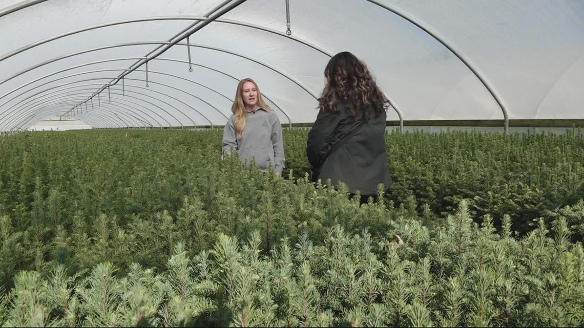 Weyerhaeuser’s Turner Nursery produces 2.4 million tree seedlings