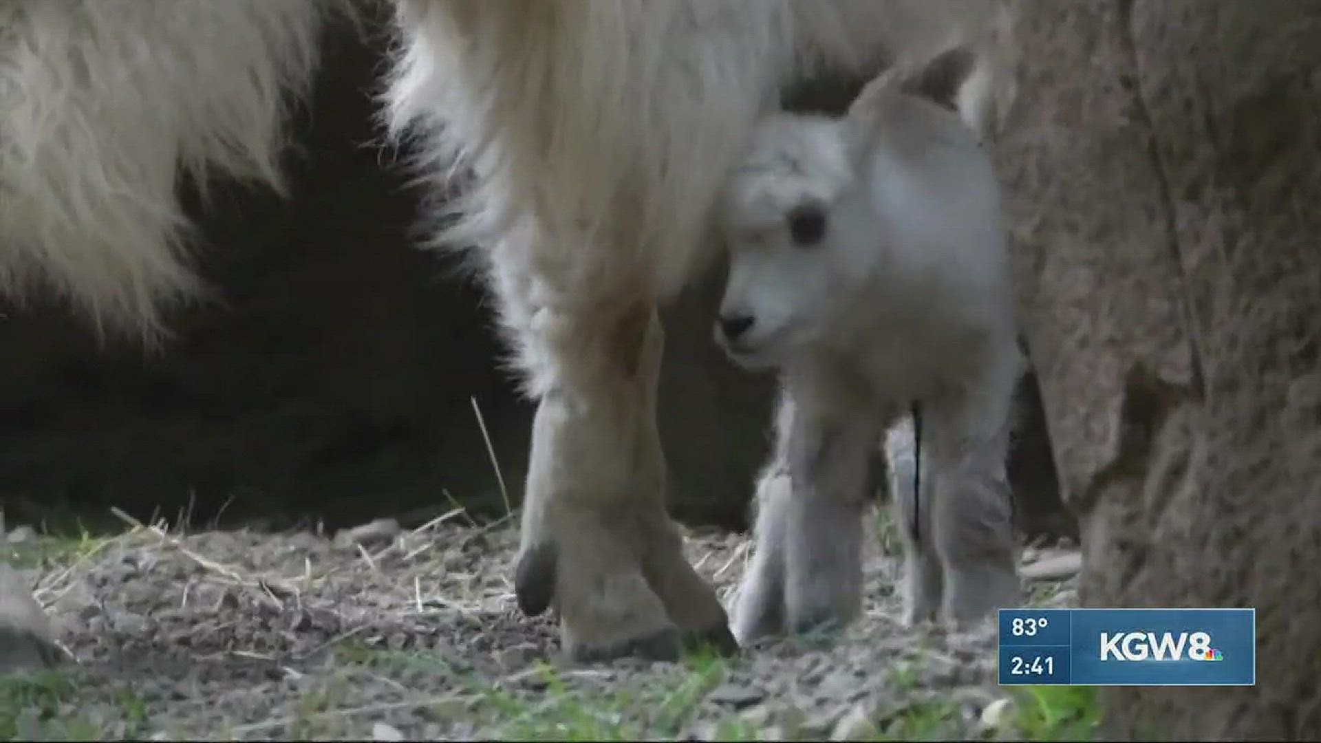 New baby mountain goat at Oregon Zoo