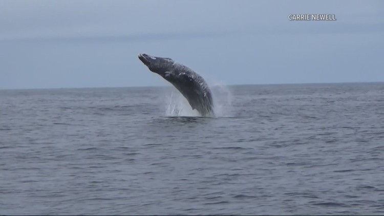 OSU researchers looking to protect whales from entangling in fishing gear off Oregon Coast