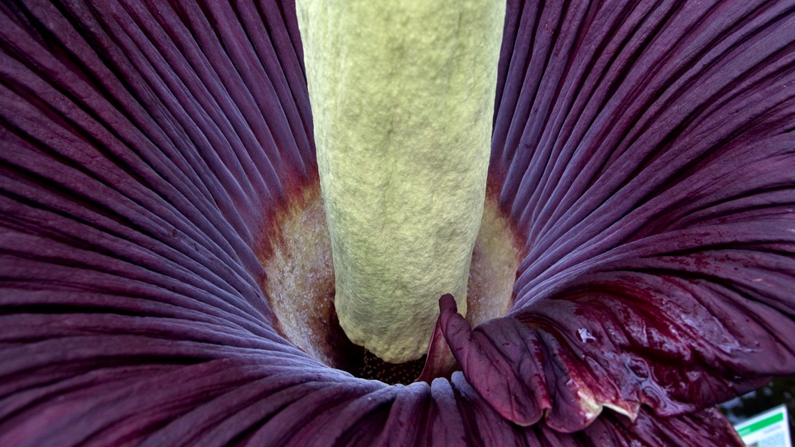 Everything you need to know about the corpse flower | kgw.com