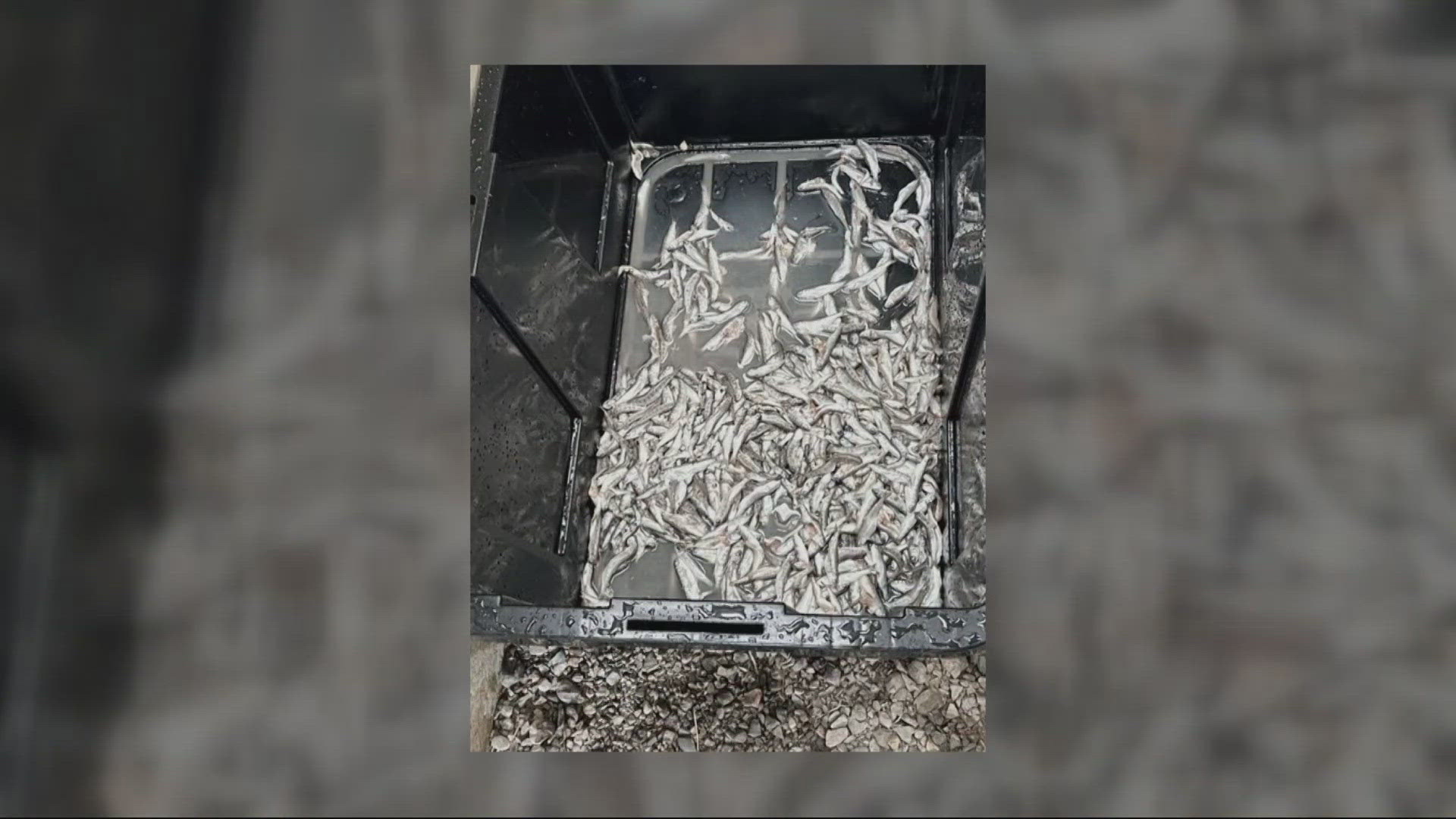 Court documents said on May 20, the 20-year-old trespassed onto the fish hatchery, took a bottle of bleach from a storage shed and poured it into a pond.