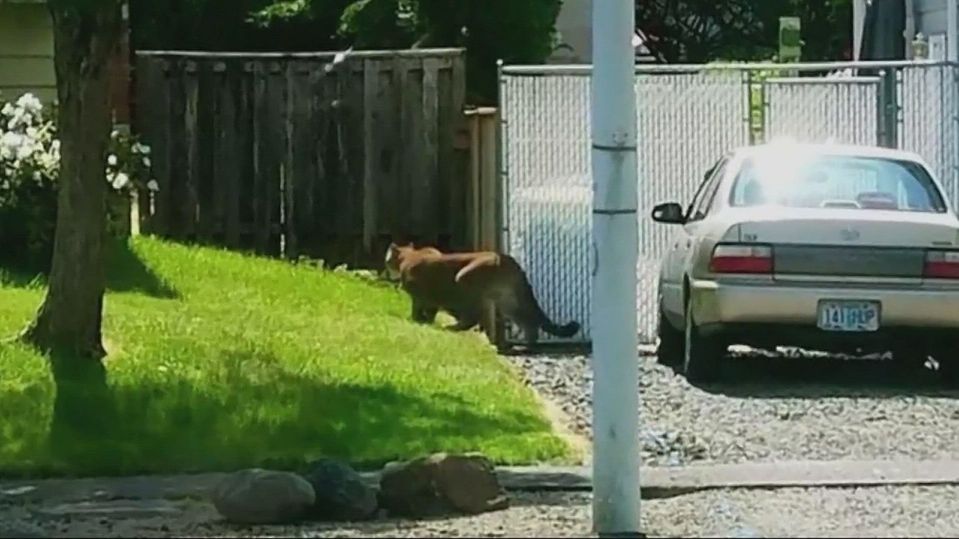 Cougar sighting in Troutdale