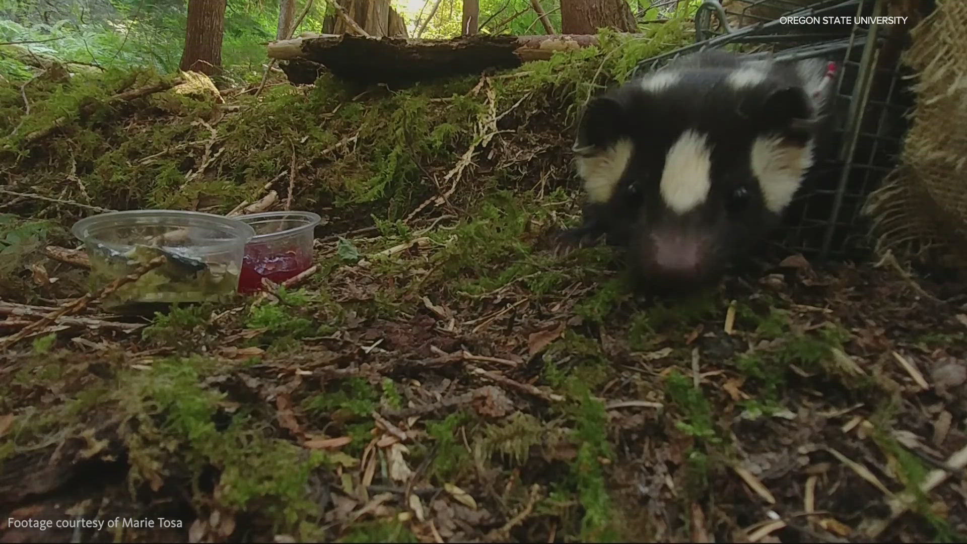 The western spotted skunks are about the size of a squirrel and despite their size, travel around three miles a night searching for food.