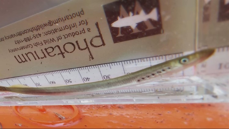 Unique Oregon lamprey species makes a comeback after near-eradication