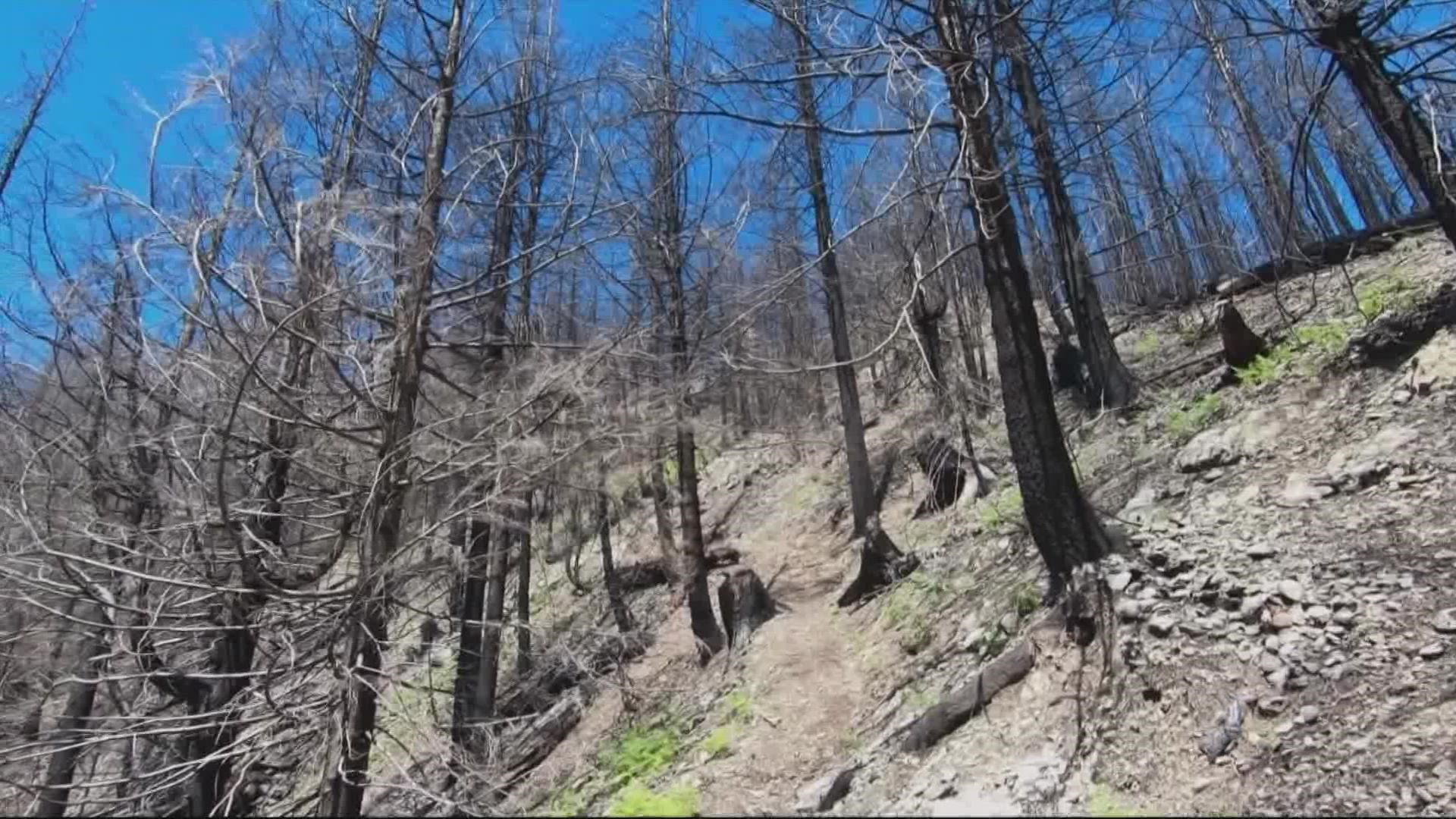 The conservation nonprofit American Forests made the donation. Last year, the Beachie Creek Fire burned about half of the trees in the Santiam State Forest.