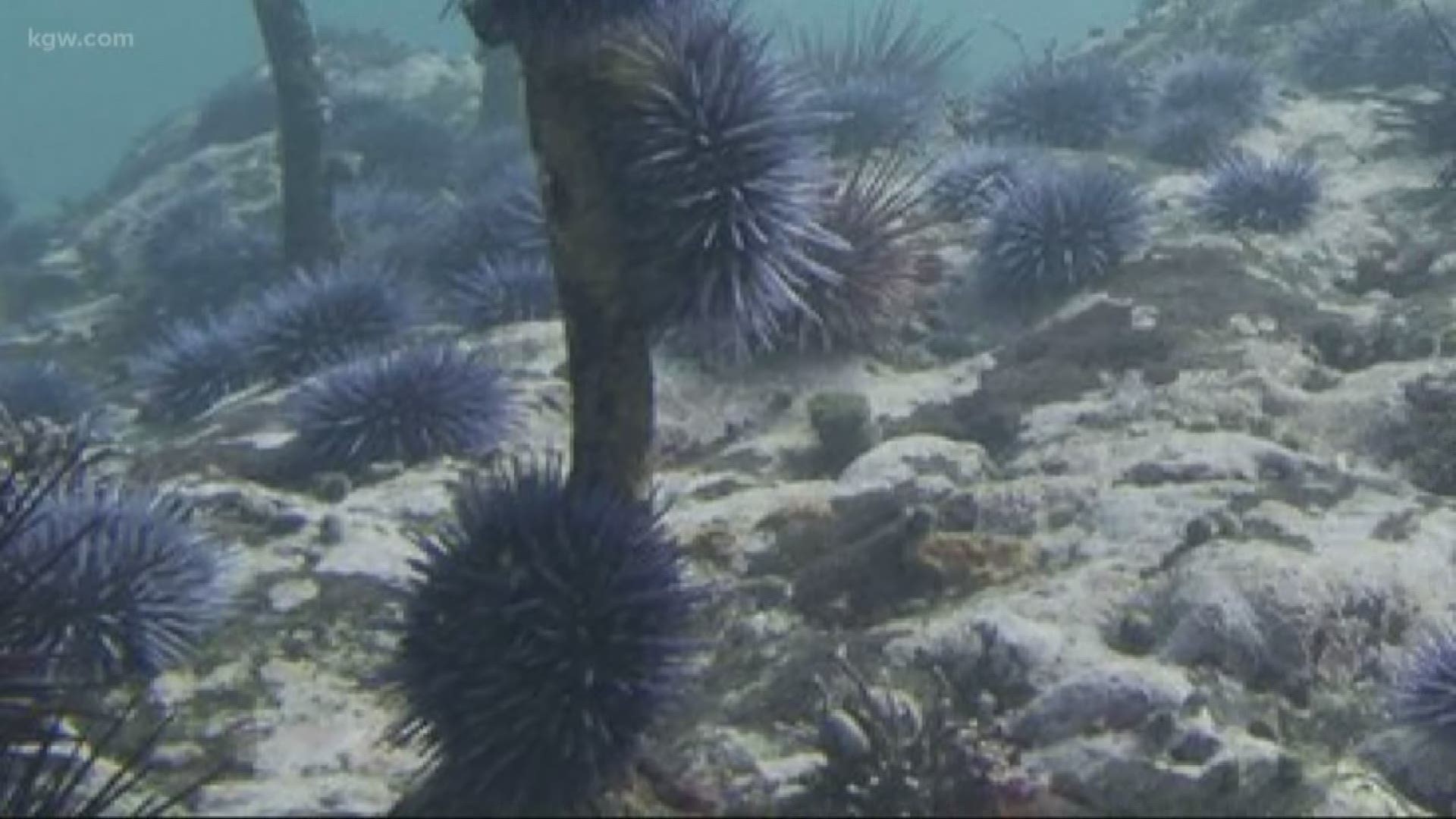 Purple sea urchins are taking over. What the colorful urchins’ presence in Oregon waters means.