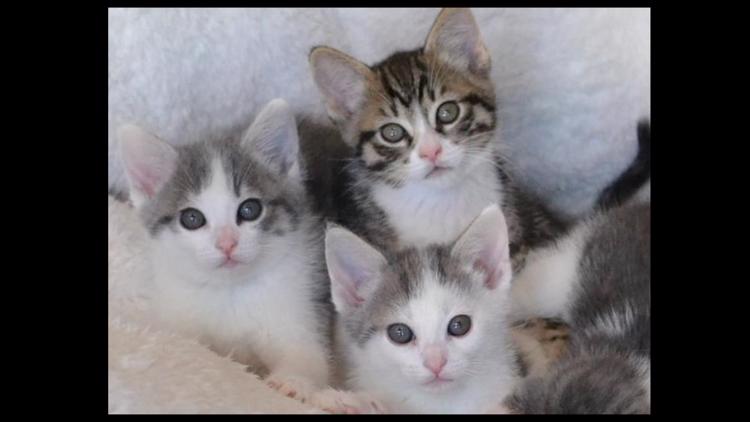 gray kittens for adoption