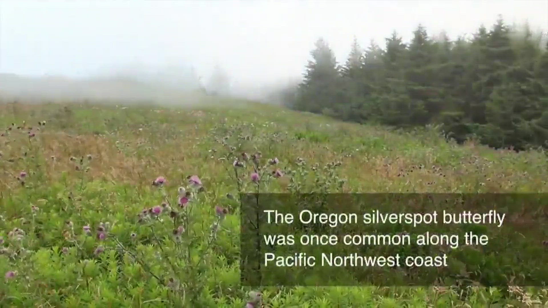 Oregon Zoo releases last group of threatened butterflies (WATCH)