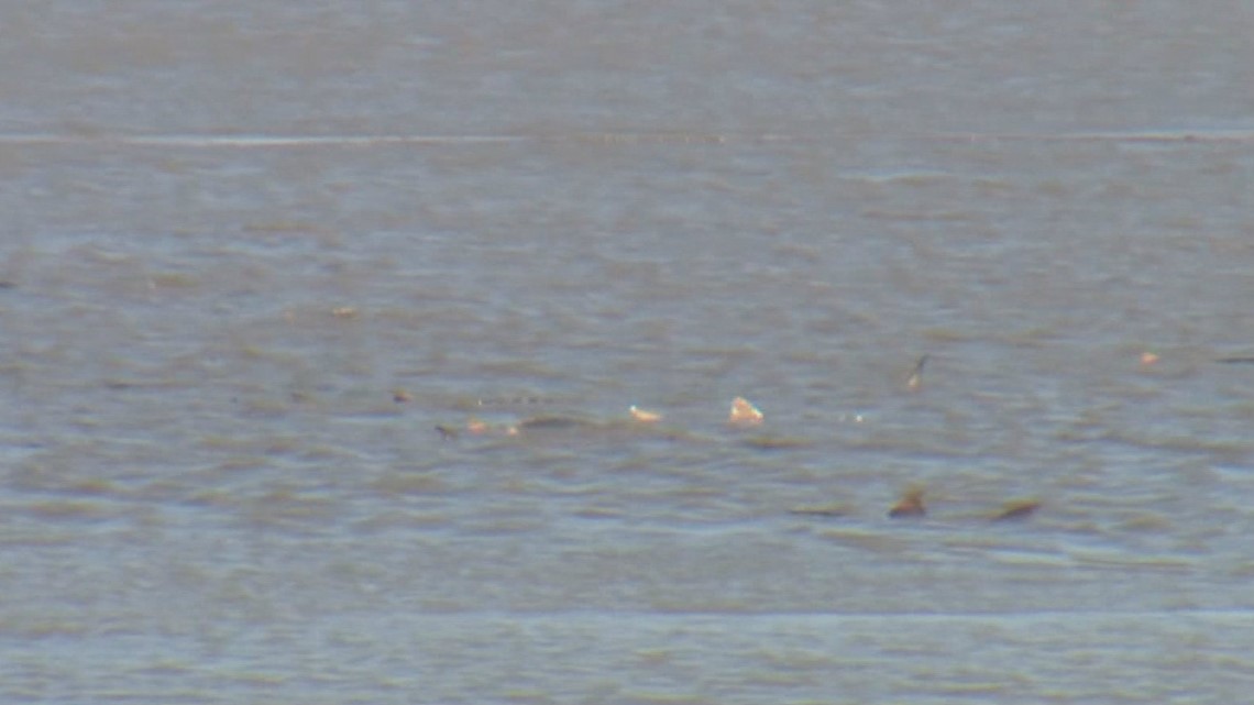 Biologists working to save sturgeon stranded in low lake water on Sauvie Island