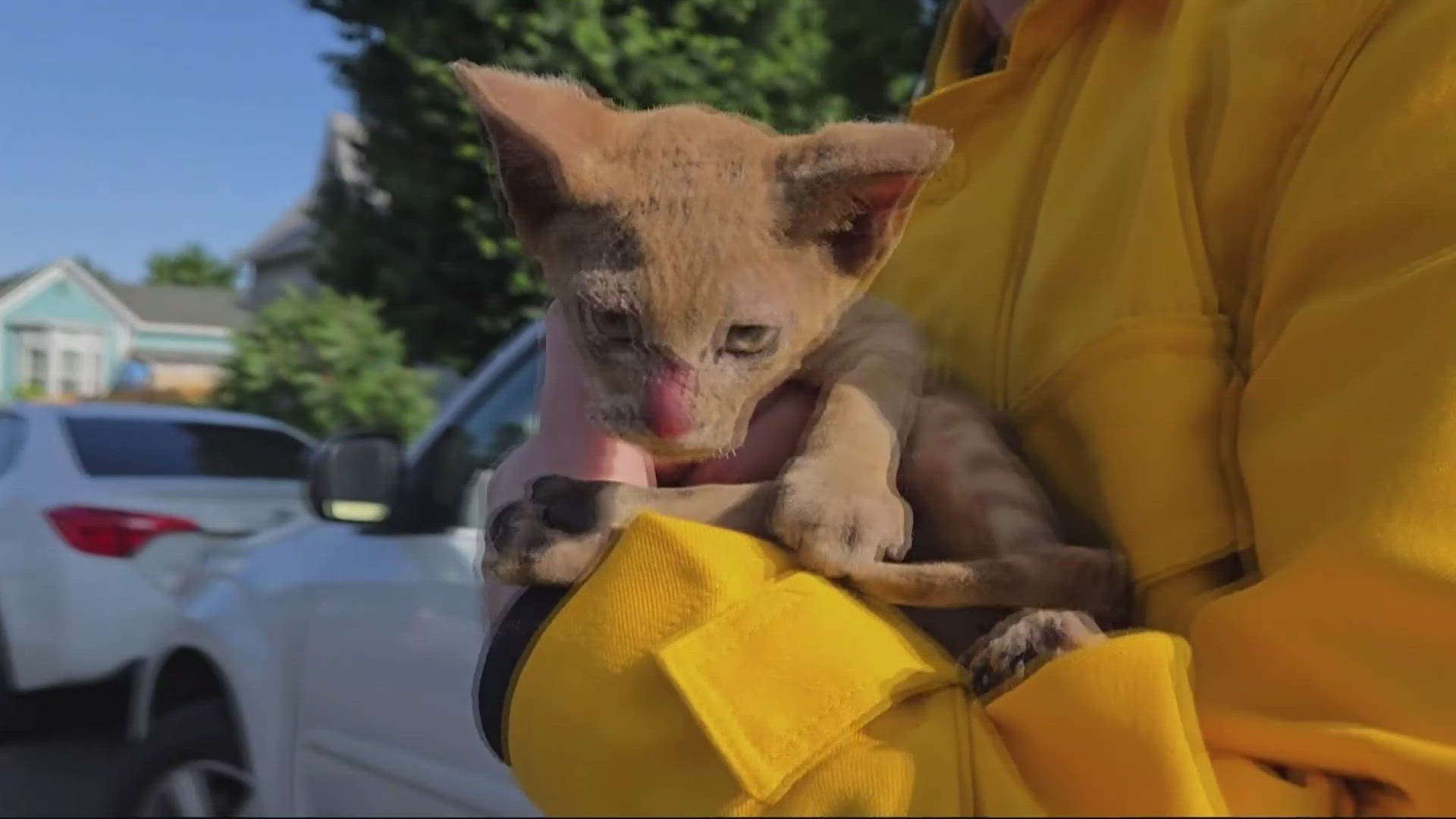A KGW news crew found an 8- to 10-week-old kitten that was badly hurt after being burned in the Rowena Fire.