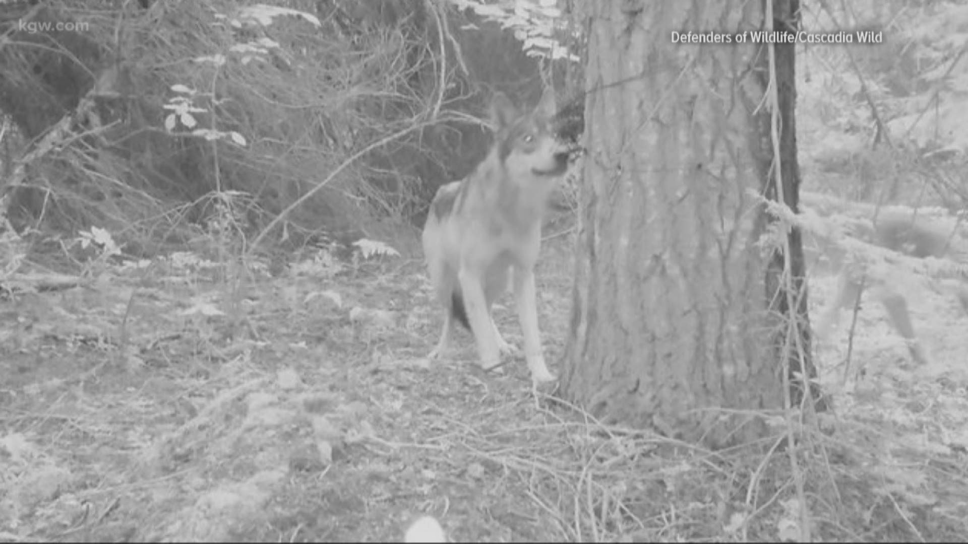 Newly released photos show that wolves are sticking around on Mt. Hood.