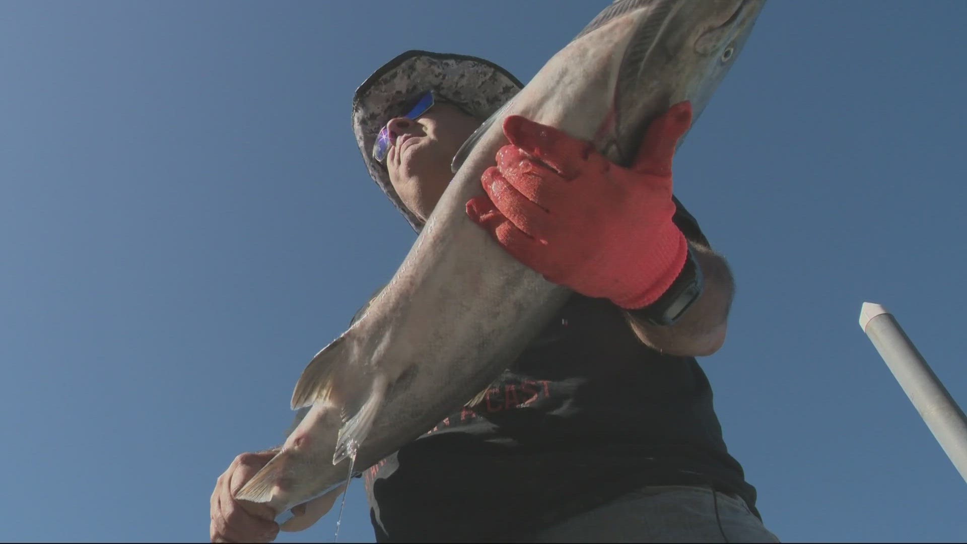 Anglers along the Columbia River say this season is one of the best they've seen in the last several years.