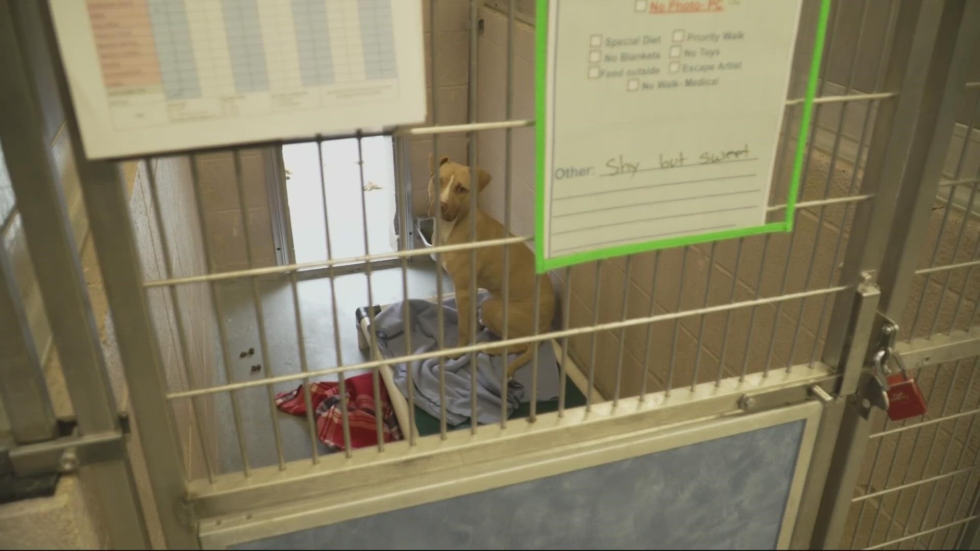 Audits found the county animal shelter was falling below national standards for basic care. The shelter blamed hurdles like COVID and staff shortages.