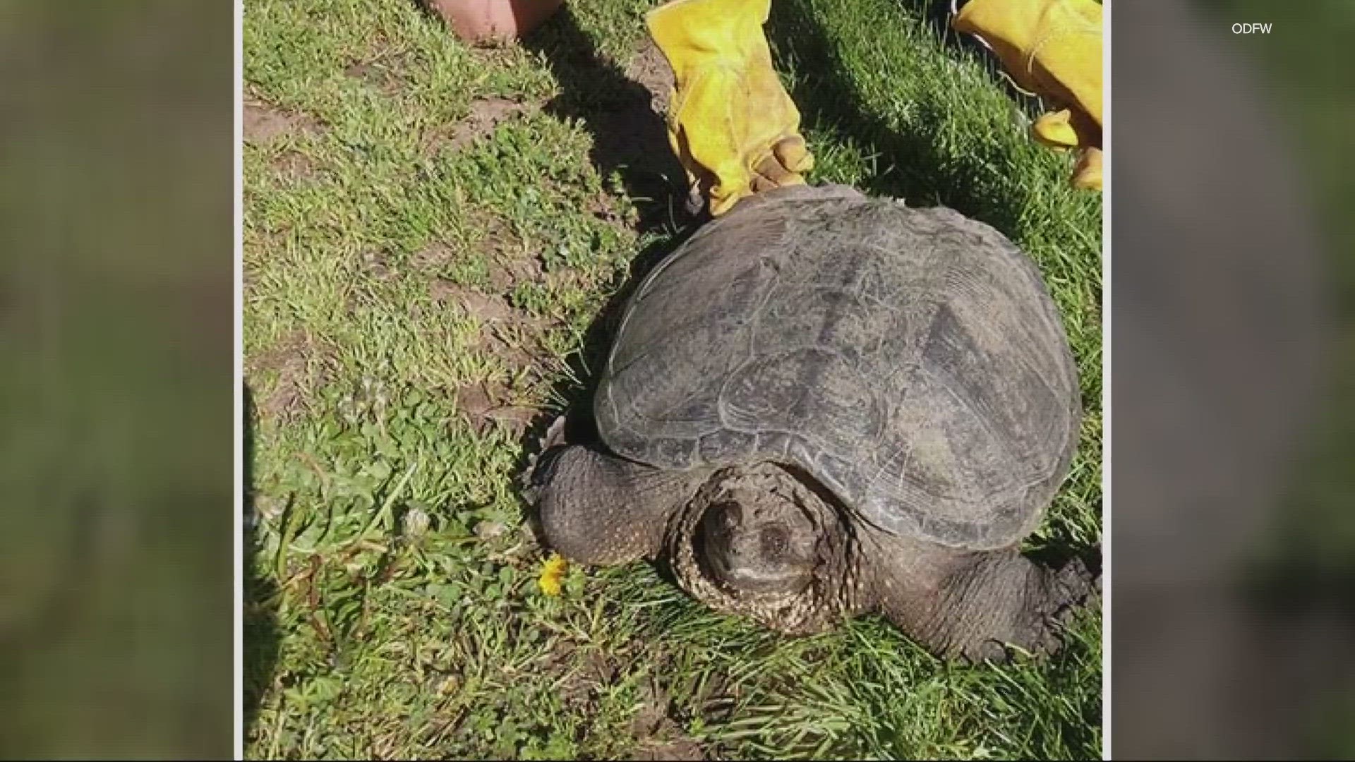 Wildlife officials captured a 25-pound snapping turtle found wandering through a Harrisburg pasture in late April.